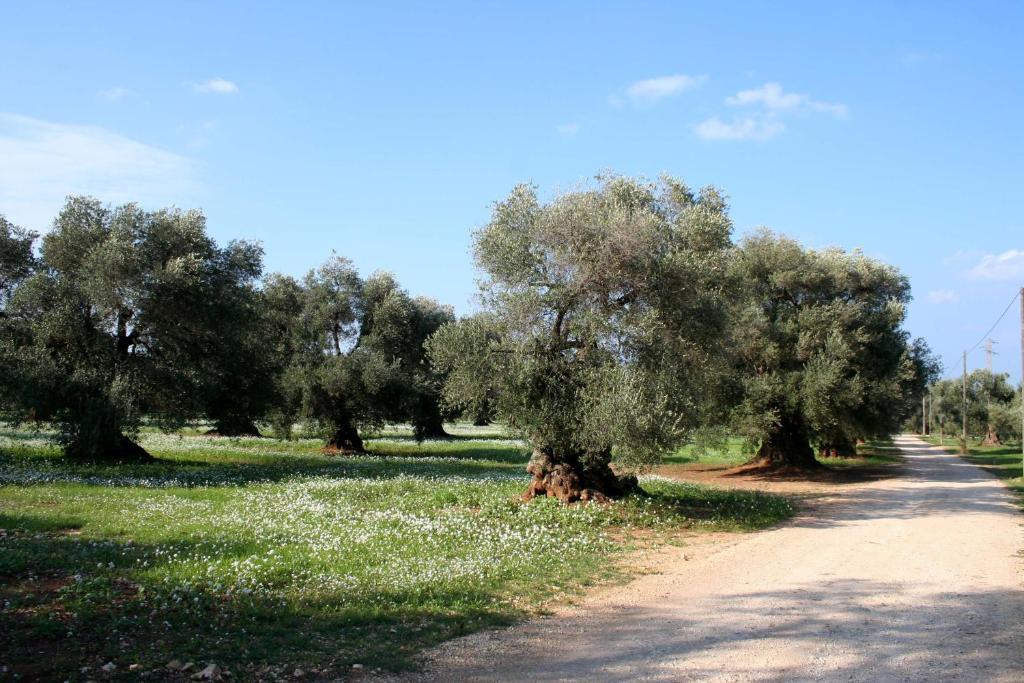 Masseria Morrone Ostuni Chambre photo